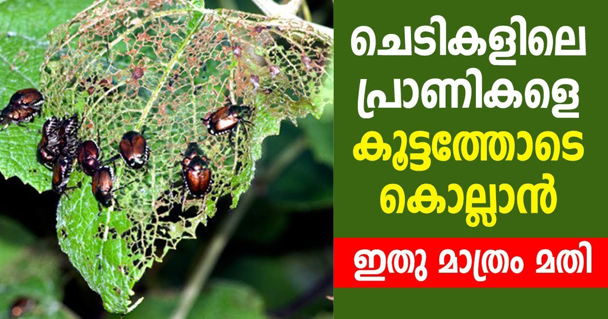 പ്രാണി ശല്യം കാരണം ചെടികൾ എല്ലാം നശിച്ചു പോയോ. ഈ സാധനം ഉപയോഗിച്ചാൽ പ്രാണികൾ എല്ലാം ഇനി കൂട്ടത്തോടെ ചാവും. | Remove Insects From Plant