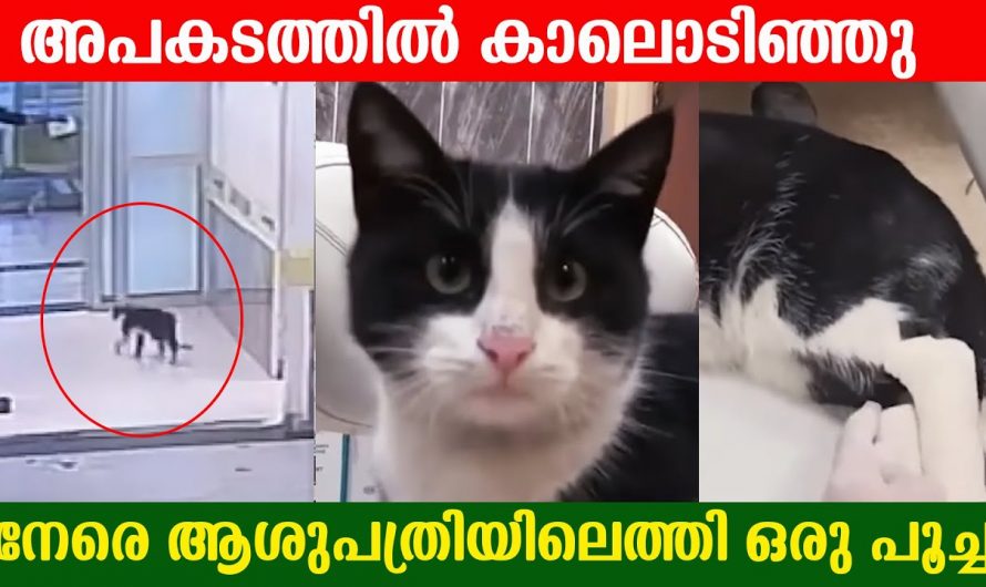 അപകടം പറ്റിയാൽ എല്ലാവരും ഹോസ്പിറ്റലിൽ അല്ലേ പോകാറ്. ഞാൻ മാത്രം ആ ശീലം തെറ്റിക്കാൻ പാടില്ലല്ലോ. പൂച്ചക്കുട്ടി ചെയ്തത് കണ്ടോ.