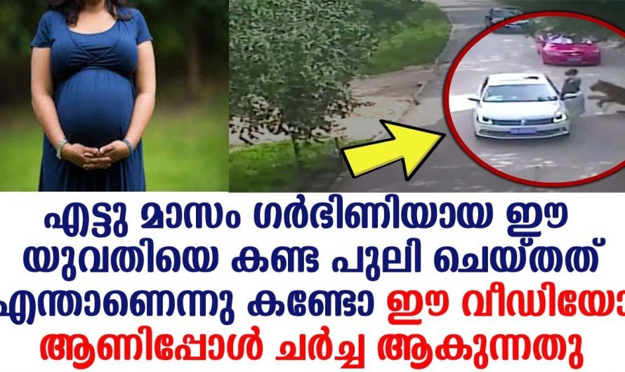 എട്ടുമാസം ഗർഭിണിയായ യുവതിയെ കണ്ടപ്പോൾ പുലി ചെയ്തത് കണ്ടോ. കണ്ടാൽ നിങ്ങൾ ഞെട്ടും.