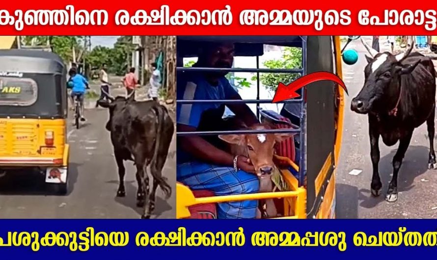 തന്റെ കുഞ്ഞിനെ പിരിയാൻ കഴിയാത്ത വേദനയിൽ കുഞ്ഞിനെ തിരിച്ചു കിട്ടാൻ അമ്മാപ്പശു ചെയ്തത് കണ്ടോ