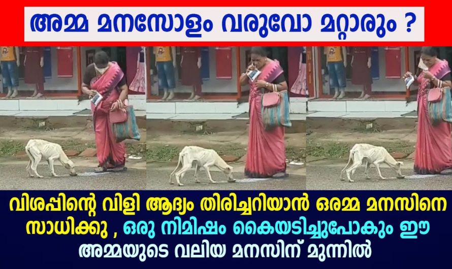 വിശന്നു എല്ലാം തോലുമായ നായക്കുട്ടിക്ക് ഭക്ഷണം നൽകി അമ്മ. വിശപ്പിന്റെ വിളി ആദ്യം മനസ്സിലാക്കാൻ അമ്മയ്ക്ക് സാധിക്കൂ.