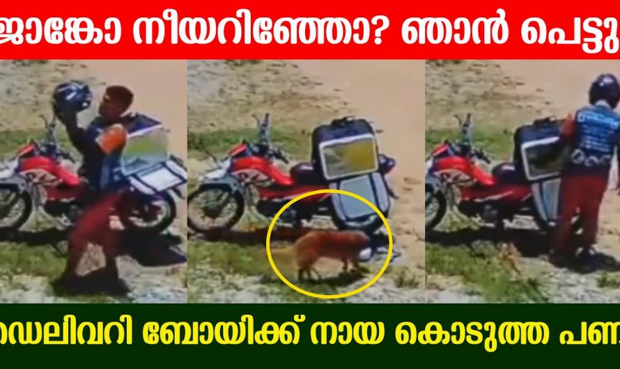 ഇതുപോലെ ഒരു പണി ആർക്കും കിട്ടാതിരിക്കട്ടെ.. നായക്കുട്ടി ഡെലിവറി ബോയ്ക്ക് കൊടുത്ത പണി കണ്ടോ.