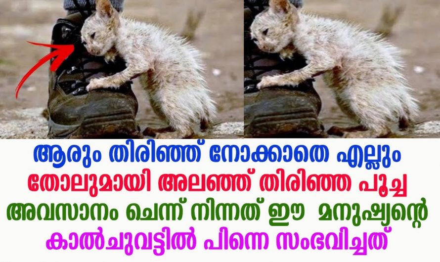 എല്ലും തോലുമായി മരിക്കാറായ പൂച്ചക്കുട്ടി. അവസാനം നിമിഷങ്ങളിൽ ആ പൂച്ചക്കുട്ടിയെ തേടി വന്ന ദൈവം ഇതാണ്. നിങ്ങളാണെങ്കിൽ പൂച്ച കുട്ടിയെ സഹായിക്കുമോ?