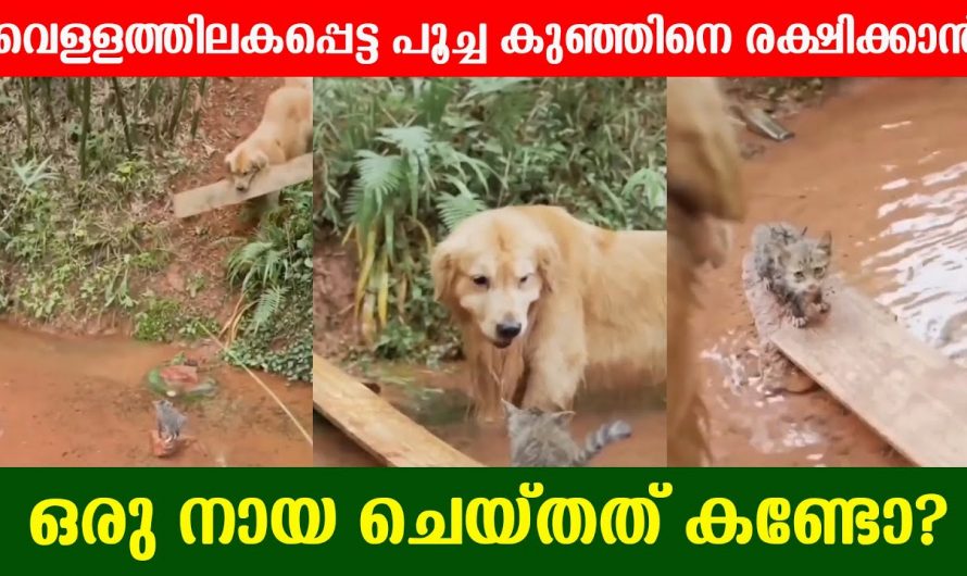 വെള്ളത്തിൽ അകപ്പെട്ടു പോയ പൂച്ച കുട്ടിയെ രക്ഷിക്കാൻ ഈ നായക്കുട്ടി ചെയ്യുന്നത് കണ്ടോ. സഹജീവി സ്നേഹം ഇവരെ കണ്ടു പഠിക്കണം.