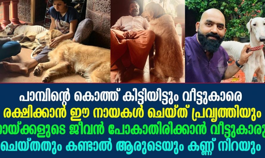 ഈ നായ ചെയ്തത് കണ്ടാൽ ആരുടെയും കണ്ണ് നിറയും. പാമ്പിന്റെ കൊത്ത് കിട്ടിയിട്ടും വീട്ടുകാർക്ക് വേണ്ടി നായ ചെയ്തത് കണ്ടോ.