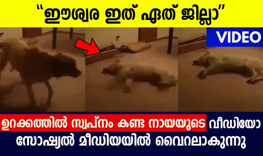 ഉറക്കത്തിൽ സ്വപ്നം കണ്ട നായ കുട്ടിക്ക് സംഭവിച്ചത് കണ്ടോ. ആരായാലും ചിരിച്ചു പോകും.