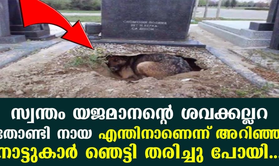 മരിച്ചുപോയ യജമാനന്റെ കല്ലറ തുരന്ന് നായ. തന്റെ യജമാനനെ ഇത്രയും സ്നേഹിക്കുന്ന ഒരു നായക്കുട്ടിയെ വേറെ കാണാൻ കിട്ടില്ല.