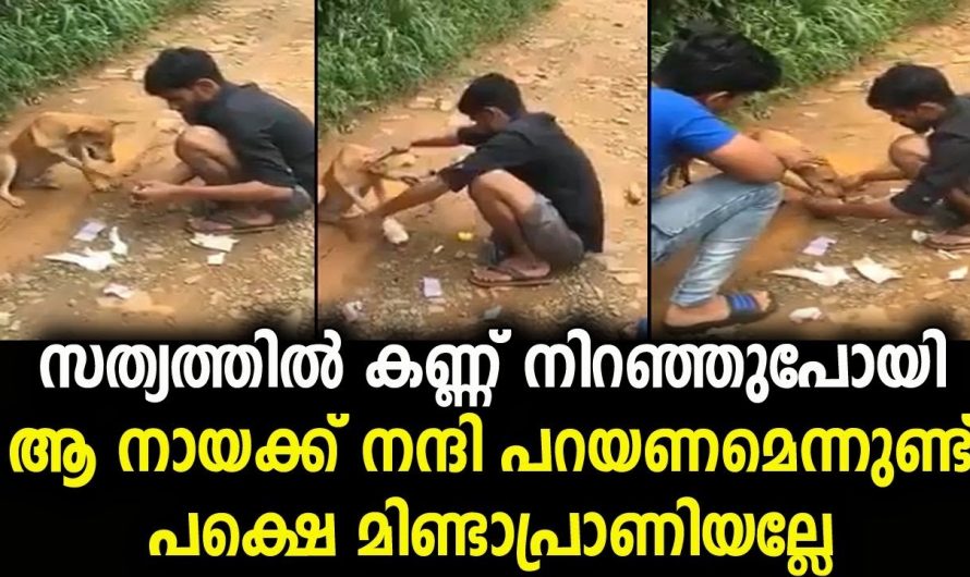 ചെയ്തുതന്ന ഉപകാരത്തിന് എങ്ങനെയാണ് നന്ദി പറയുക. സ്നേഹത്തോടെയുള്ള അവന്റെ ആ ഒരു നോട്ടം മാത്രം മതിയായിരുന്നു.