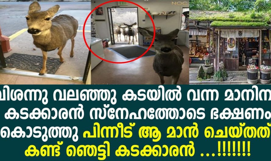 പരോപകാരം മനുഷ്യർക്ക് മാത്രമല്ല മൃഗങ്ങൾക്കിടയിലും ഉണ്ട്. ഒരു നേരത്തെ ഭക്ഷണത്തിന് വേണ്ടി മാൻകുട്ടി ചെയ്തത് കണ്ടോ.