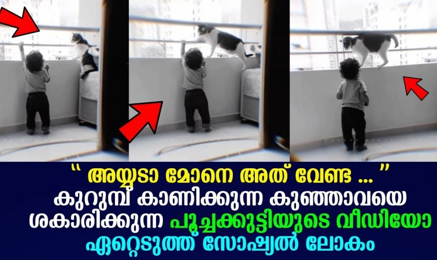 ഇനി കുറുമ്പ് കാട്ടിയാൽ പൂച്ചക്കുട്ടിയുടെ കയ്യിൽ നിന്നും നല്ല അടി ആയിരിക്കും കിട്ടുന്നത്.