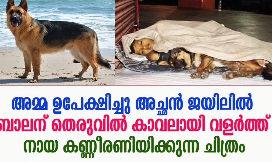 ആരോരുമില്ലാത്ത തെരുവിൽ അലഞ്ഞു നടക്കുന്ന ബാലനെ കാവലായി വളർത്തു നായ. കണ്ണീരണിയിക്കുന്ന ചിത്രം.