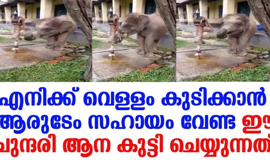 ആരുടെയും സഹായം വേണ്ട എനിക്കറിയാം ഒറ്റയ്ക്ക് വെള്ളം കുടിക്കാൻ. ഈ സുന്ദരി ആനക്കുട്ടി ചെയ്യുന്നത് കണ്ടോ.