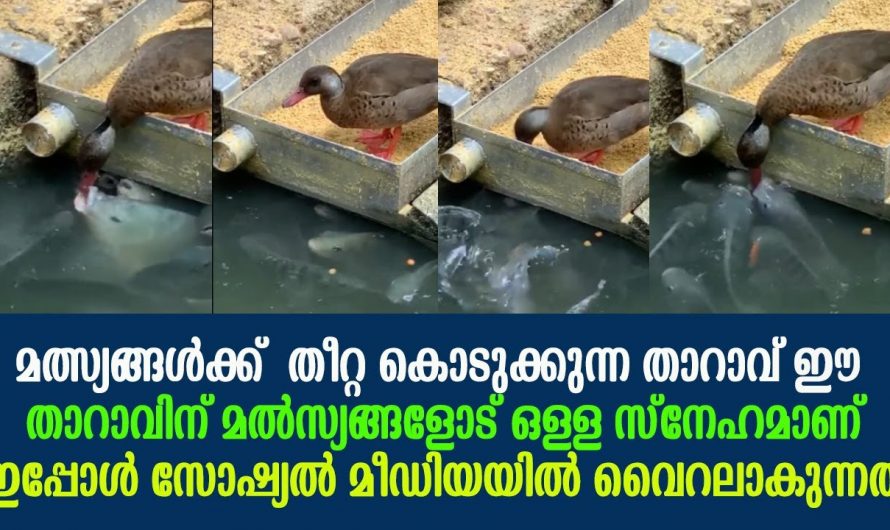 സ്നേഹത്തോടെ മത്സ്യങ്ങളുടെ വായിൽ ഭക്ഷണം കൊടുക്കുന്ന താറാവ്. താറാവിന്റെ പ്രവർത്തി അൽഭുതം തന്നെ.