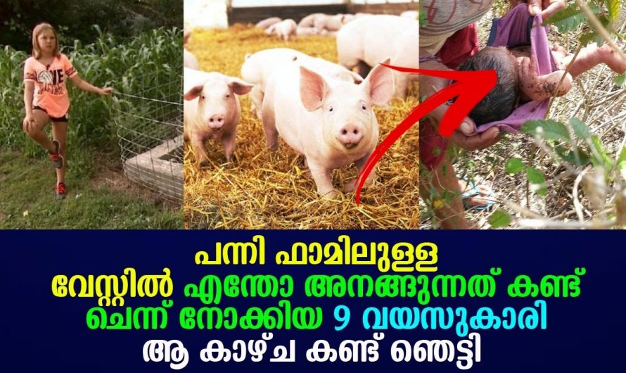 പന്നിഫാമിൽ ആ 9 വയസ്സുകാരി കണ്ടത് വേസ്റ്റിൽ അനങ്ങുന്ന കുഞ്ഞിനെ. ഉടനെ പെൺകുട്ടി ചെയ്തത് കണ്ടോ.