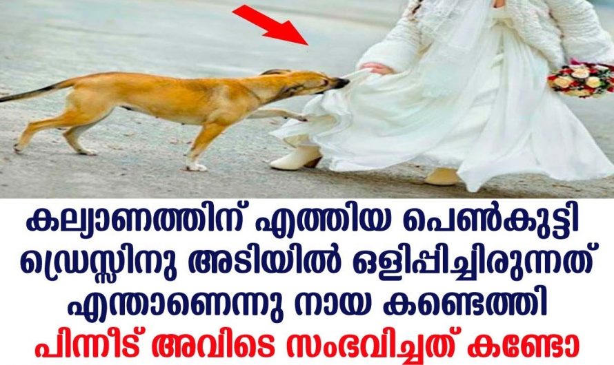 ആരുമറിയാതെ കല്യാണത്തിന് എത്തിയ പെൺകുട്ടി ഡ്രസ്സിന്റെ അടിയിൽ ഒളിപ്പിച്ചിരുന്നത് കണ്ടെത്തി നായ. അത് എന്താണെന്ന് അറിയാമോ