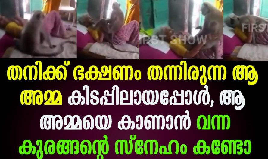 എപ്പോഴും ഭക്ഷണം തന്നിരുന്ന അമ്മ വയ്യാതെയായപ്പോൾ അമ്മയെ കാണാൻ വന്ന കുരങ്ങന്റെ സ്നേഹം കണ്ടോ.