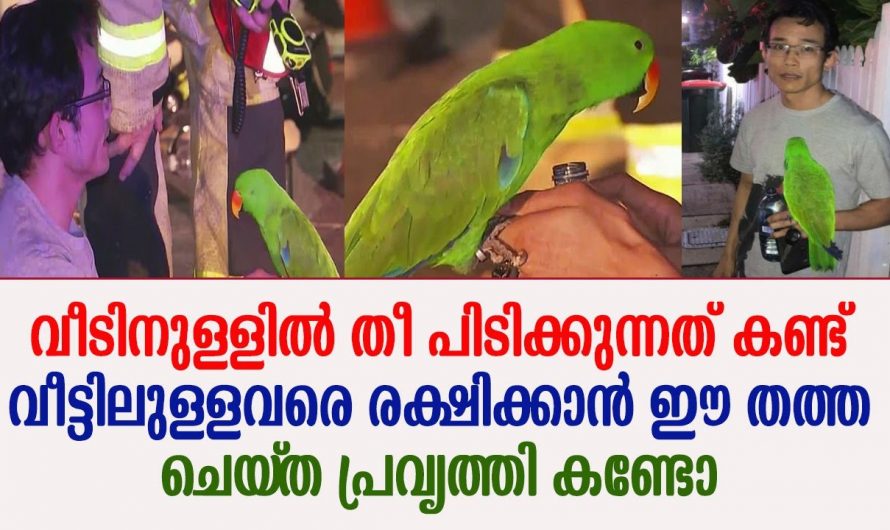 വീടിനുള്ളിൽ തീ പിടിക്കുന്നത് കണ്ട് അവരെ രക്ഷിക്കാൻ വീട്ടിലെ തത്ത ചെയ്ത പ്രവർത്തി കണ്ടോ.