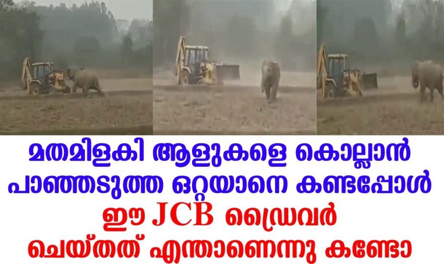 നിങ്ങൾ പറ ജെസിബി ആണോ ആനയാണോ അടികൂടലിൽ ജയിക്കാൻ പോണത്. വീഡിയോ ഇതാ.