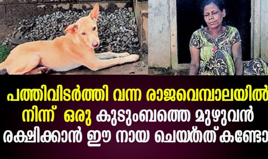 വീട്ടിലേക്ക് കയറി വന്നാൽ രാജവെമ്പാലയിൽ നിന്ന് കുടുംബത്തെ രക്ഷിക്കാൻ സ്നേഹനിധിയായ നായ ചെയ്തത് കണ്ടോ.