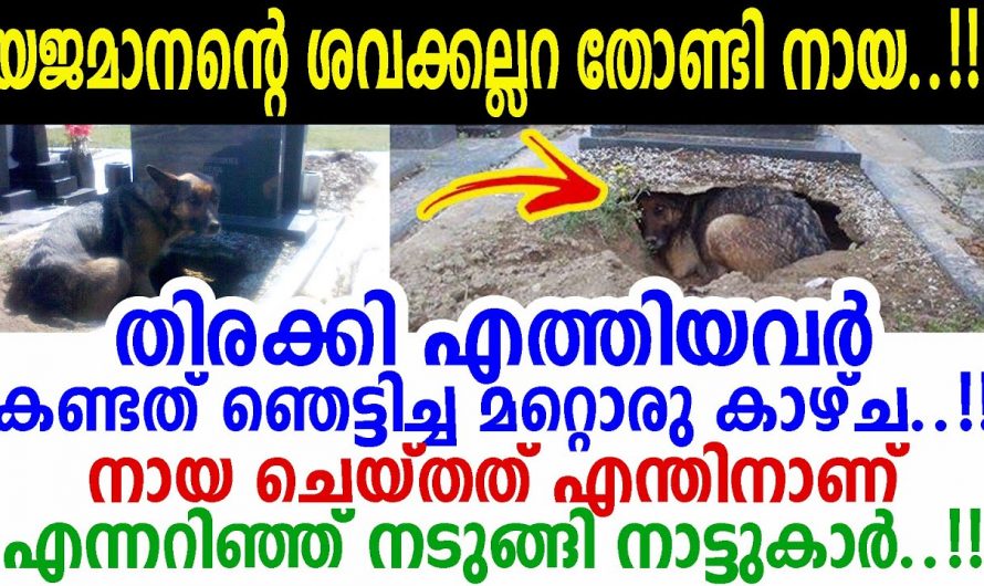 കുഴിക്കുള്ളിൽ കണ്ടത് ആ കാഴ്ച. കണ്ണുനിറഞ്ഞു നാട്ടുകാർ. നായ ചെയ്യുന്നത് കണ്ടോ.