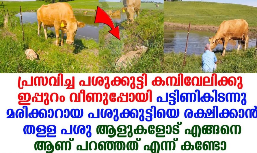 പ്രസവിച്ച പശുക്കുട്ടി കമ്പിവേലിയുടെ അപ്പുറം വീണുപോയി. മരിക്കാറായ പശു കുട്ടിക്ക് സംഭവിച്ചത് കണ്ടോ.