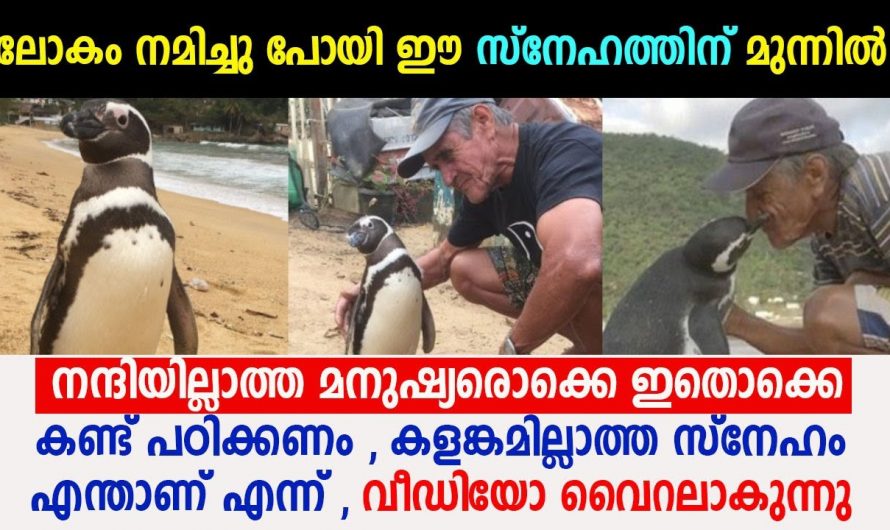 നന്ദിയില്ലാത്ത മനുഷ്യരൊക്കെ ഈ സ്നേഹം കണ്ട് പഠിക്കണം.