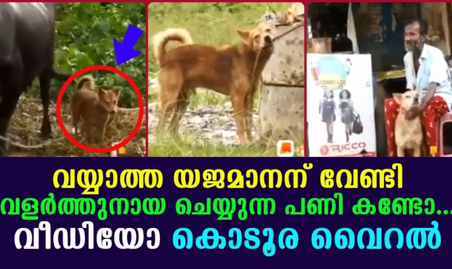 വയ്യാത്ത യജമാനന് വേണ്ടി എല്ലാ ജോലികളും ചെയ്തു കൊടുക്കുന്ന വളർത്തുനായ. ഈ നായ ചെയ്യുന്ന ജോലികൾ കണ്ടാൽ ആരായാലും ഞെട്ടിപ്പോകും.