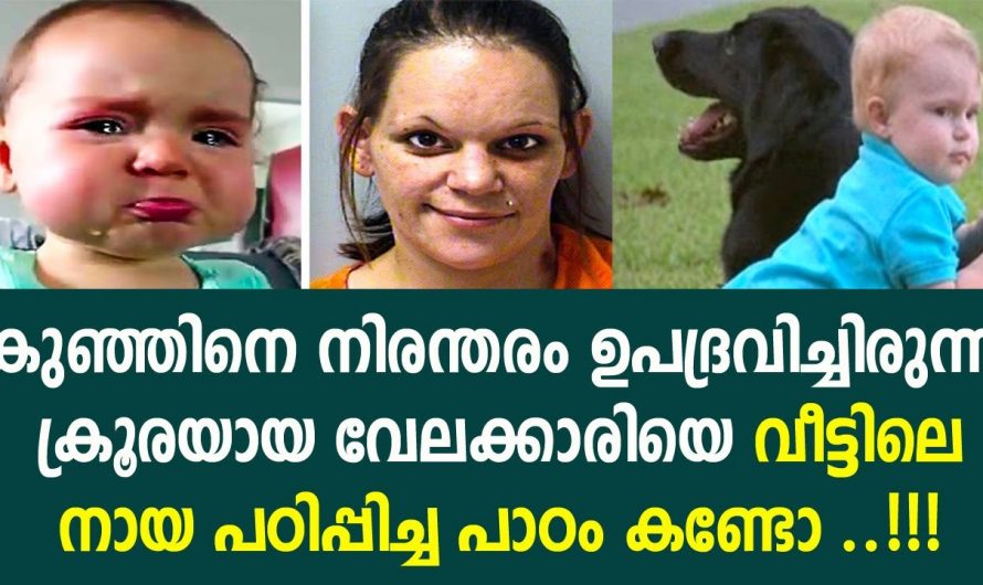 കുഞ്ഞിനെ നിരന്തരം ഉപദ്രവിച്ചിരുന്ന വേലക്കാരിക്ക് വീട്ടിലെ നായ കൊടുത്ത എട്ടിന്റെ പണി കണ്ടോ.