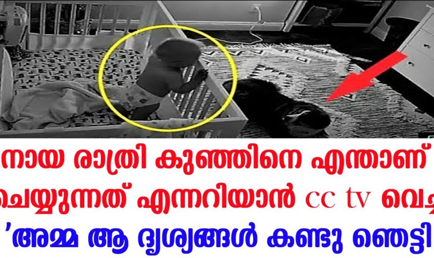 രാത്രി നേരത്ത് നായ കുഞ്ഞിനെ എന്താണ് ചെയ്യുന്നത് എന്നറിയാൻ സിസിടിവി വച്ച് അമ്മ കണ്ടത് ഞെട്ടിക്കുന്ന ദൃശ്യങ്ങൾ.