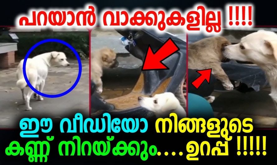 ഈ നായക്ക് തന്നെ കുഞ്ഞുങ്ങളോടുള്ള സ്നേഹം കണ്ടാൽ വീഡിയോ കാണുന്ന ഓരോരുത്തരുടെയും കണ്ണ് നിറഞ്ഞു പോകും.