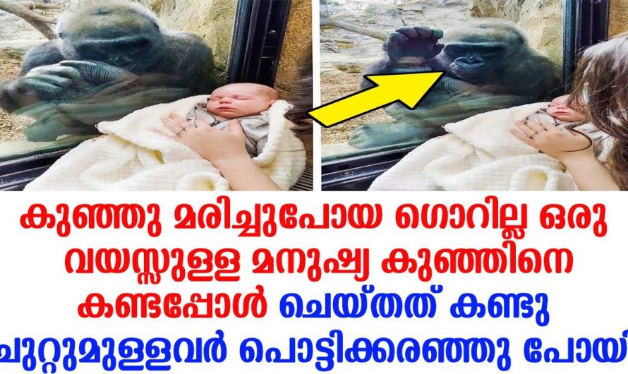 കുഞ്ഞു മരിച്ചുപോയ ഗോറില്ല ഒരു വയസ്സുള്ള മനുഷ്യ കുഞ്ഞിനെ നേരിൽ കണ്ടപ്പോൾ ചെയ്തത് കണ്ടോ.