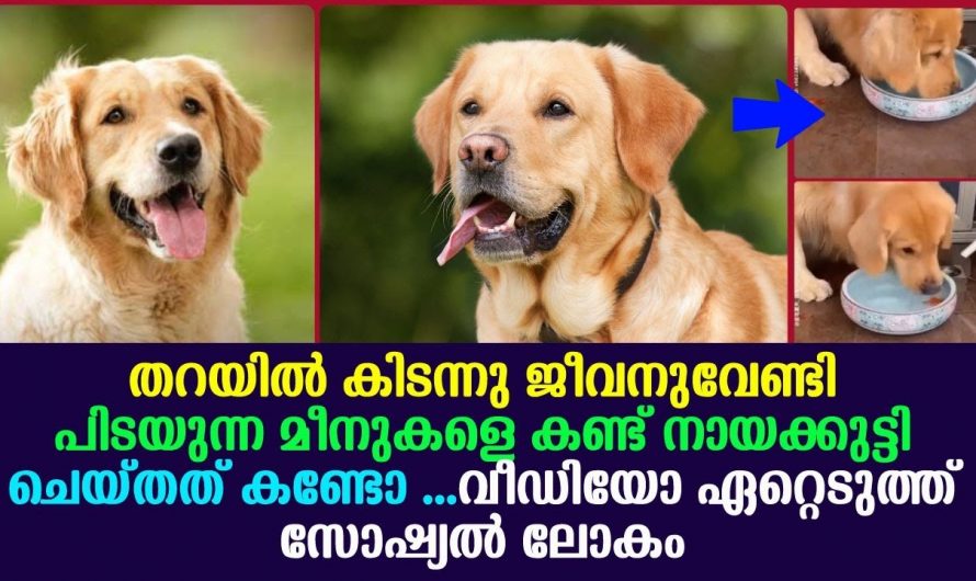 തറയിൽ കിടന്ന് ജീവനുവേണ്ടി പിടയുന്ന മീനുകളെ കണ്ടപ്പോൾ വളർത്തു നായ ചെയ്തത് കണ്ടോ.