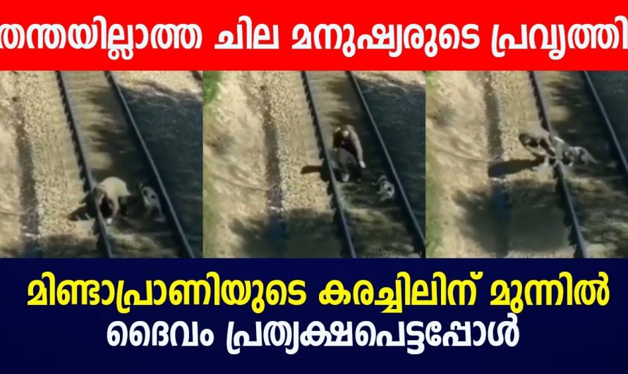 തലനാരിഴക്കാണ് ആ നായ്ക്കുട്ടി രക്ഷപ്പെട്ടത്. സ്വന്തം ജീവൻ പോലും നോക്കാതെ രക്ഷാപ്രവർത്തനം നടത്തുന്ന ആളിനെ കണ്ടോ.