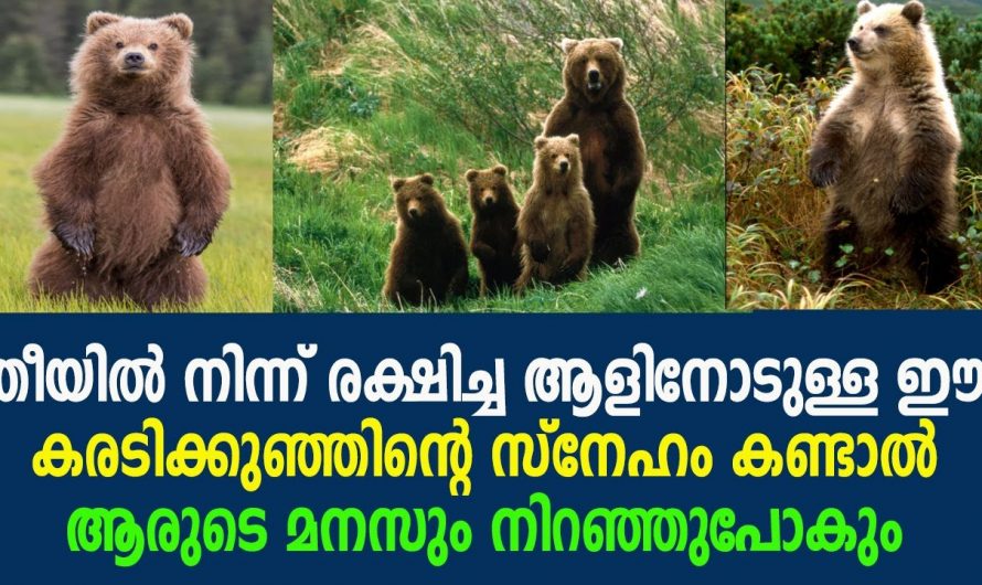 ജീവൻ രക്ഷിച്ച ആളോട് കരടി കുഞ്ഞിന്റെ സ്നേഹം ആരുടെയും മനസ്സ് നിറഞ്ഞു പോകും.