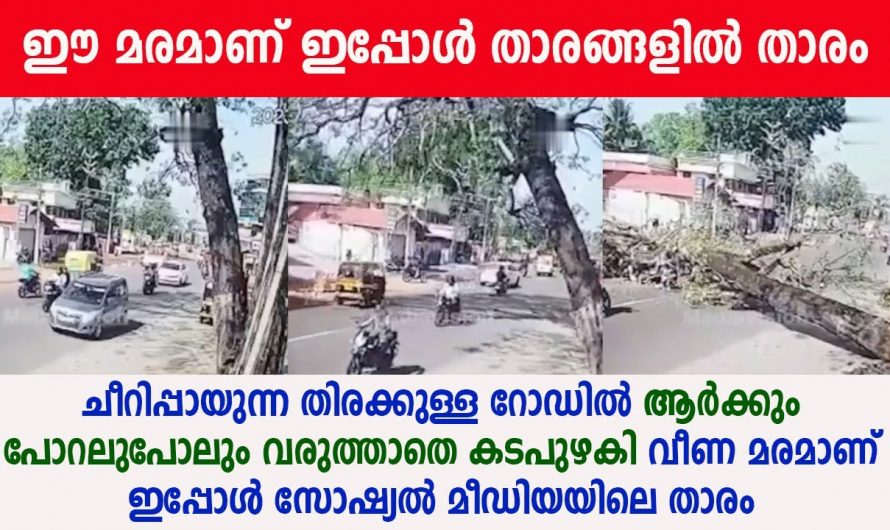 ആർക്കും അപകടം സംഭവിക്കാതെ മരം റോഡിലേക്ക് എങ്ങനെ വീണു എന്ന് ഇപ്പോഴും വിശ്വസിക്കാനാവാതെ നാട്ടുകാർ.