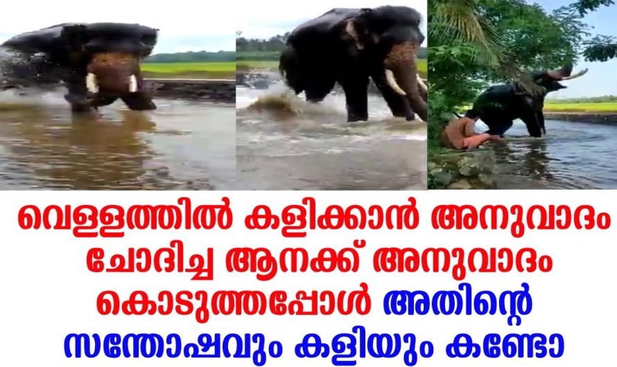 ഈ ആന ചെയ്യുന്നത് കണ്ടാൽ ആനയോട് പേടിയുള്ളവർക്ക് പോലും ഈ ആനയോട് ഒത്തിരി സ്നേഹം തോന്നും.