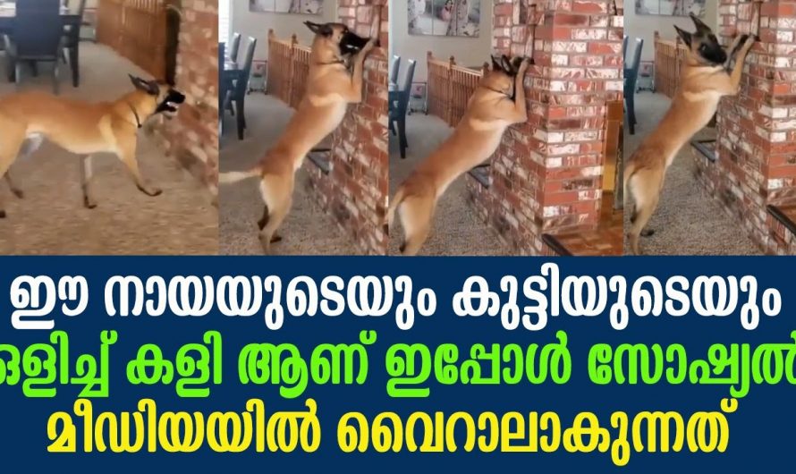 നിങ്ങൾ ആരൊക്കെയുണ്ട് ഒളിച്ചു കളിക്കാൻ ആര് വന്നാലും ഞാനുണ്ട് കളിക്കാൻ. നായക്കുട്ടിയുടെ ഒളിച്ചുകളി കണ്ടോ.