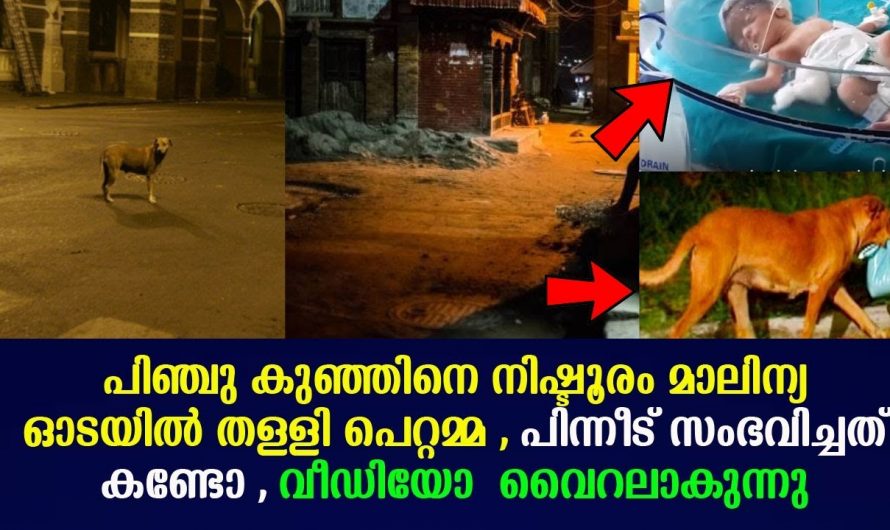 പിഞ്ചുകുഞ്ഞിനെ മാലിന്യ കൂമ്പാരത്തിൽ തള്ളിയിടാൻ എങ്ങനെ അമ്മയ്ക്ക് സാധിച്ചു. പിന്നീട് സംഭവിച്ചത് കണ്ടോ.