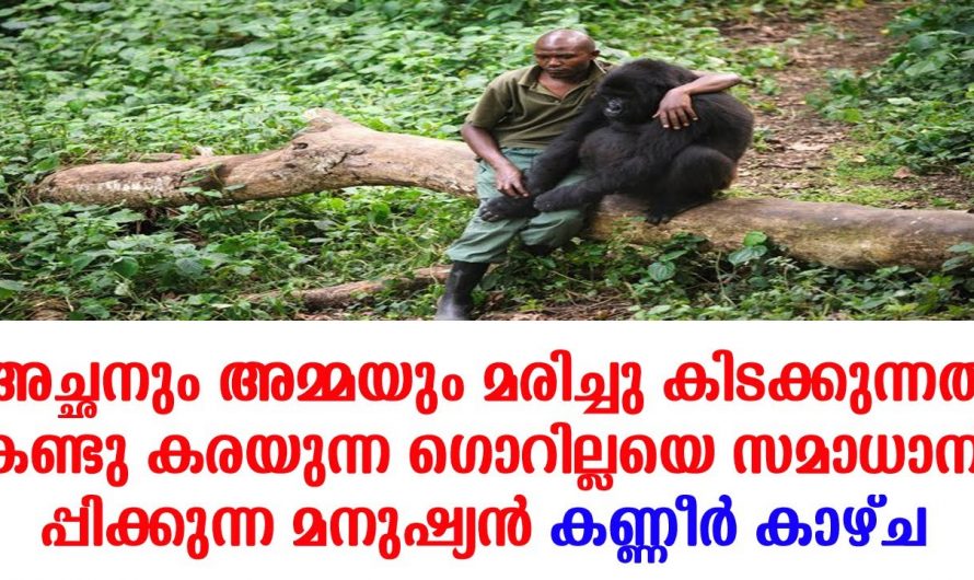 ഇദ്ദേഹത്തിന്റെ നല്ല മനസ്സിന് ഇരിക്കട്ടെ ഒരു ലൈക്ക്. എല്ലാവരും നഷ്ടപ്പെട്ട ഗോറില്ലയെ സമാധാനിപ്പിക്കുന്ന മനുഷ്യനെ കണ്ടോ.