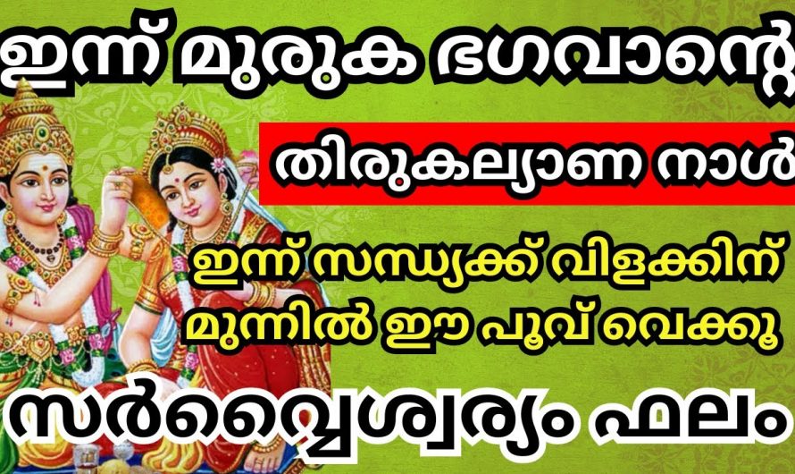 ഇന്ന് മുരുക ഭഗവാന്റെ തിരുകല്യാണദിവസം. സന്ധ്യയ്ക്ക് വിളക്ക് കൊളുത്തുമ്പോൾ ഈ പൂവെക്കാൻ മറക്കരുത്.