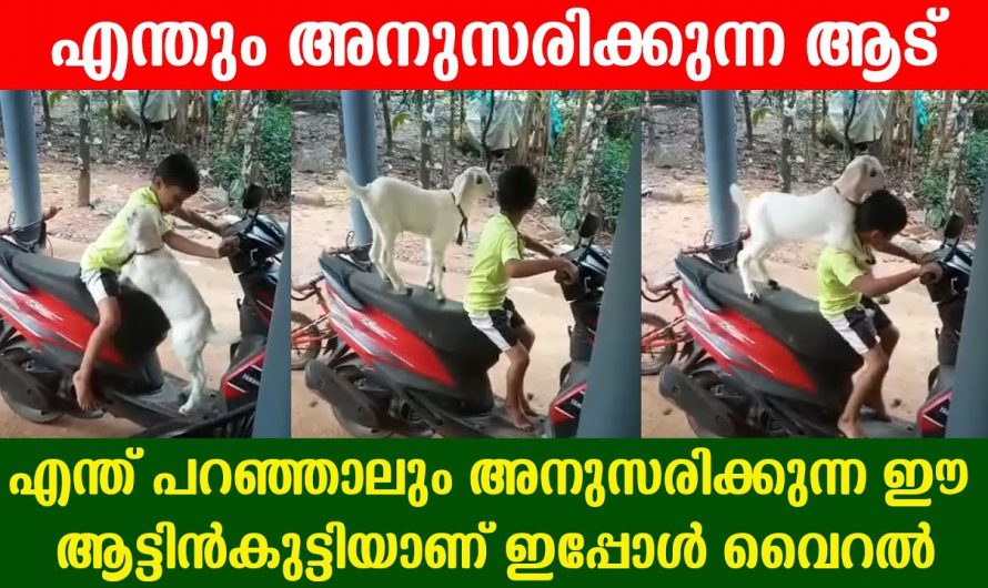 നിങ്ങൾ ആർക്കെങ്കിലും ഉണ്ടോ ഇതുപോലെ ഒരു കൂട്ടുകാരൻ. സോഷ്യൽ മീഡിയയിലെ താരമാണ് ഈ ആട്ടിൻകുട്ടി.