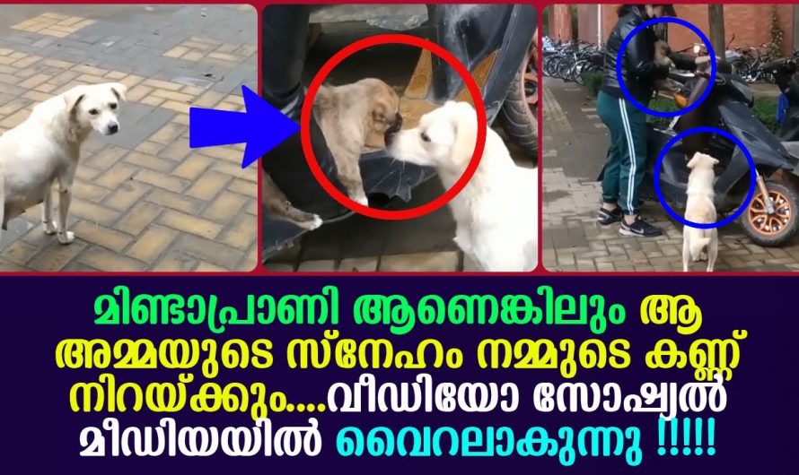 മിണ്ടാപ്രാണി ആണെങ്കിലും അമ്മയല്ലേ. തന്റെ കുഞ്ഞിന്റെ നല്ല ജീവിതത്തിന് വേണ്ടി അമ്മ ചെയ്തത് കണ്ടോ.