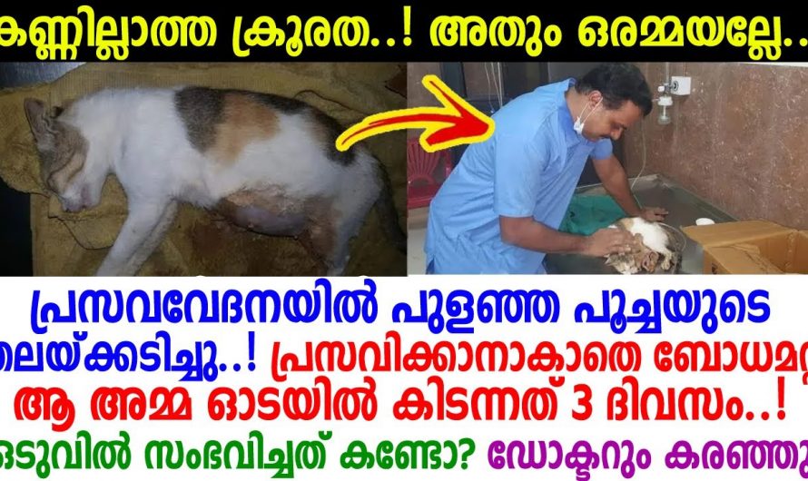 പൂർണ്ണ ഗർഭിണിയായ പൂച്ചയ്ക്ക് സംഭവിച്ച ദുരന്തം. കണ്ണുനിറയാതെ കേൾക്കാനാവില്ല ഇത്.