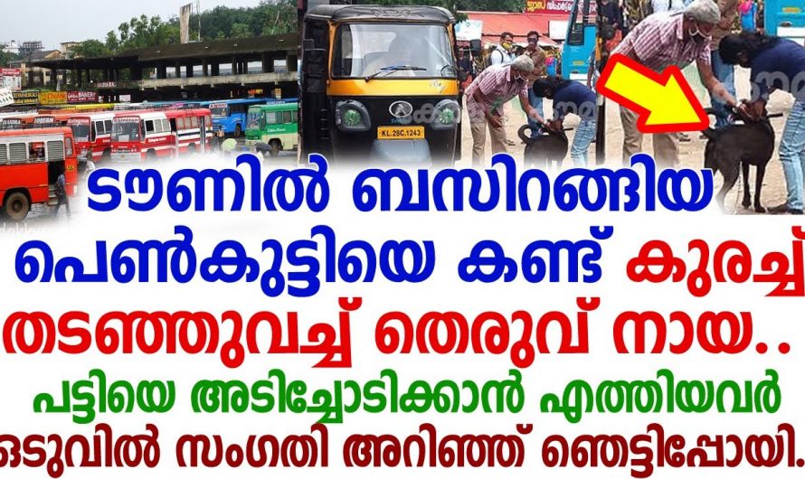 നായയെ അടിച്ചോടിച്ചവർ പോലും അവന്റെ കഥയറിഞ്ഞപ്പോൾ കണ്ണ് നിറച്ചു. വീഡിയോ കണ്ടു നോക്കൂ.