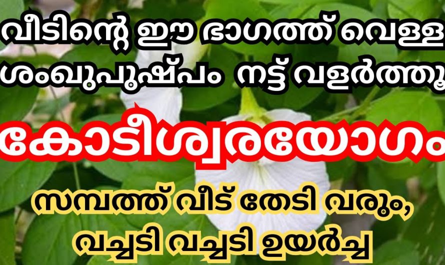 വെളുത്ത ശംഖു പുഷ്പം വീടിന്റെ ഈ ഭാഗത്ത് നട്ടുവളർത്തു ആ വീട് കോടീശ്വര യോഗം ആയിരിക്കും.