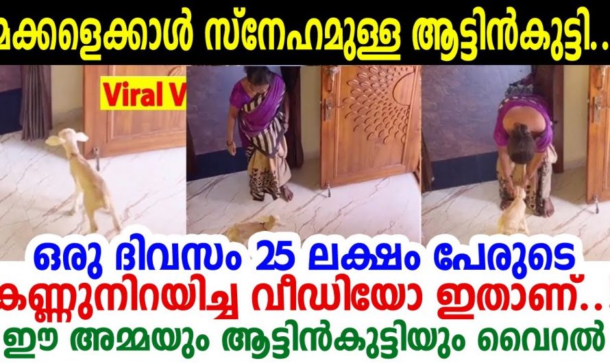 മകനു തുല്യമാണ് അമ്മയ്ക്ക് ഈ ആട്ടിൻകുട്ടി. ആട്ടിൻകുട്ടിക്ക് അമ്മയോടുള്ള സ്നേഹം കണ്ടോ.