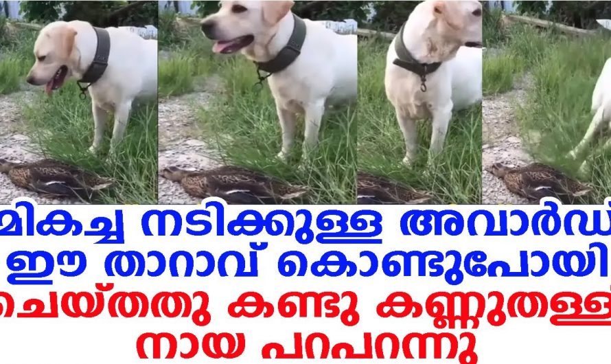 ഈ താറാവിന്റെ അഭിനയത്തിന് ഓസ്കാർ തന്നെ കൊടുക്കണം. എന്താ അഭിനയം എന്ന് കണ്ടോ.