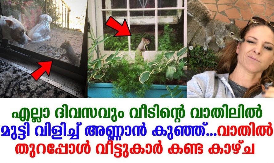 വീടിന്റെ വാതിലിൽ തട്ടുന്ന അണ്ണാനെ കണ്ട യുവതി വാതിൽ തുറന്നപ്പോൾ കണ്ടത് ഞെട്ടിക്കുന്ന കാഴ്ച.