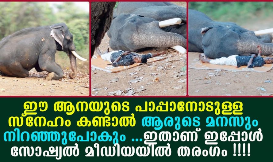 ‘പാപ്പാനെ ഇനി കുറച്ചു സമയം ഞാനും ഒന്നുറങ്ങട്ടെ.’ ആരുടെയും മനസ്സ് നിറഞ്ഞു പോകും ഈ സ്നേഹം കണ്ടാൽ.