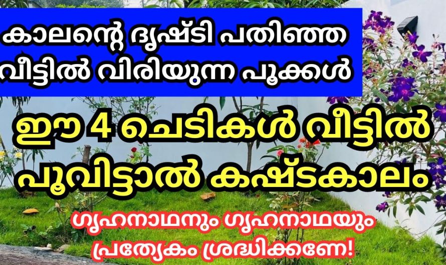 വീട്ടിൽ ഈ ചെടികൾ ഉണ്ടെങ്കിൽ ഉടനെ മാറ്റു വലിയ ദോഷമാണ് വരുന്നത് സൂക്ഷിക്കണേ.